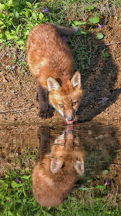 Drinking Your Reflection by John Fallon.